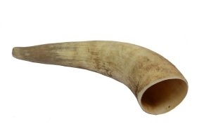 Cattle Horn M